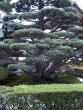 04_Ginkakuji_Tree-vs.jpg