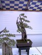 19_Bonsai-vs.jpg