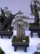 20_Bonsai-vs.jpg